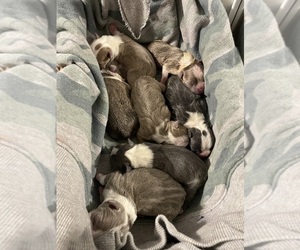 Boston Terrier Litter for sale in HOWELL, NJ, USA