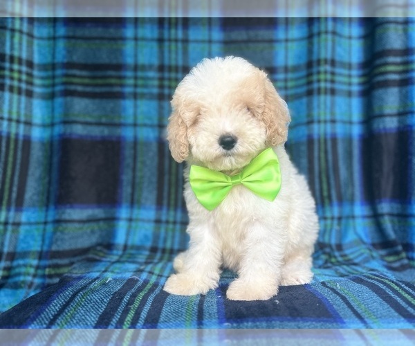 Medium Photo #6 Cock-A-Poo Puppy For Sale in LAKELAND, FL, USA