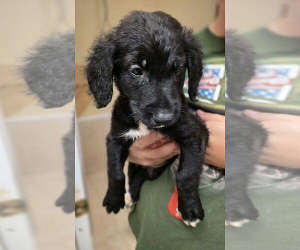 Medium Photo #1 Golden Retriever-Unknown Mix Puppy For Sale in Osgood, IN, USA