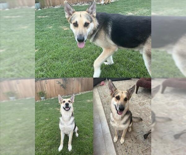 Medium Photo #2 German Shepherd Dog-Unknown Mix Puppy For Sale in San Antonio, TX, USA