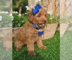 Small #3 Goldendoodle (Miniature)