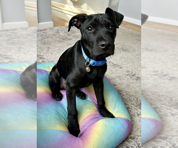 Medium Photo #12 Labrador Retriever Puppy For Sale in Brewster, NY, USA