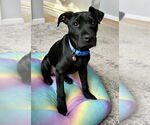 Small #11 Labrador Retriever