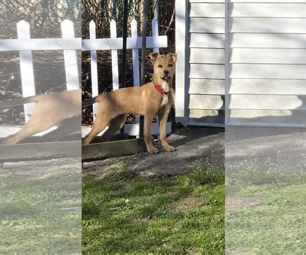 Medium Photo #1 Mutt Puppy For Sale in Woodbury, NY, USA