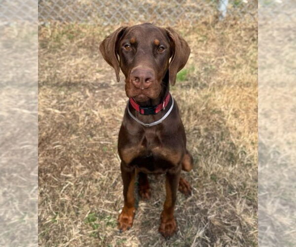 Medium Photo #1 Doberman Pinscher Puppy For Sale in Lakewood, CO, USA