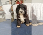 Small Photo #3 Bernedoodle Puppy For Sale in NASHVILLE, TN, USA