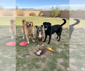 Siberian Husky-Unknown Mix Dogs for adoption in Pena Blanca, NM, USA