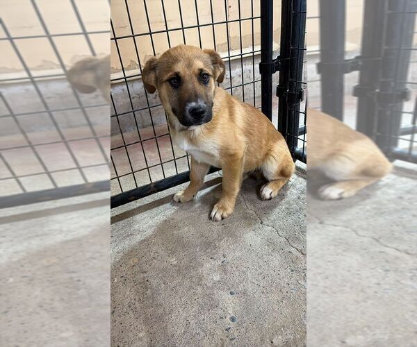 Medium Photo #1 Labrador Retriever-Unknown Mix Puppy For Sale in Calgary, Alberta, Canada