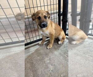 Labrador Retriever-Unknown Mix Dogs for adoption in Calgary, Alberta, Canada