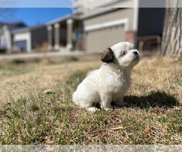 Medium Photo #12 Havamalt Puppy For Sale in BLACK FOREST, CO, USA