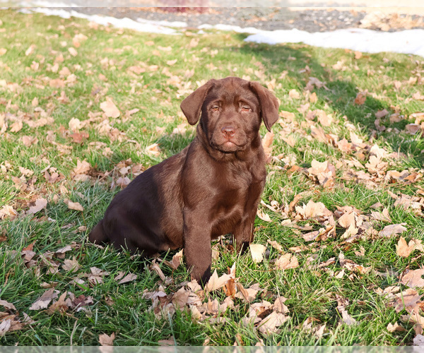 Medium Photo #4 Labrador Retriever Puppy For Sale in SYRACUSE, IN, USA
