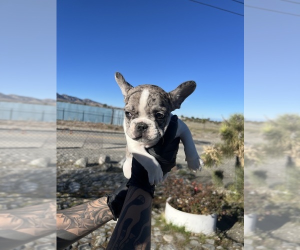 Medium Photo #1 French Bulldog Puppy For Sale in PHELAN, CA, USA