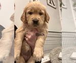 Puppy Black Golden Retriever