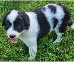 Puppy Bucky Border Collie