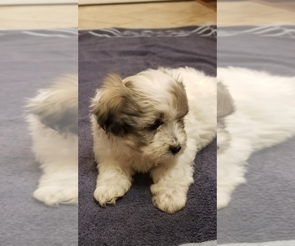 Medium Photo #6 Zuchon Puppy For Sale in SHAWNEE, KS, USA