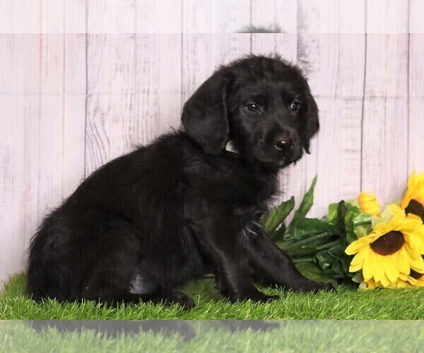 Medium Photo #3 Rottle Puppy For Sale in FREDERICKSBG, OH, USA