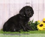 Small Photo #3 Rottle Puppy For Sale in FREDERICKSBG, OH, USA