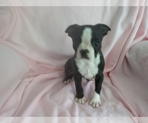Boston Terrier Puppy for sale in LAUREL, MS, USA