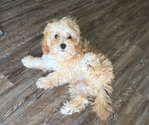 ShihPoo Puppy for sale in COLLEGE PARK, GA, USA