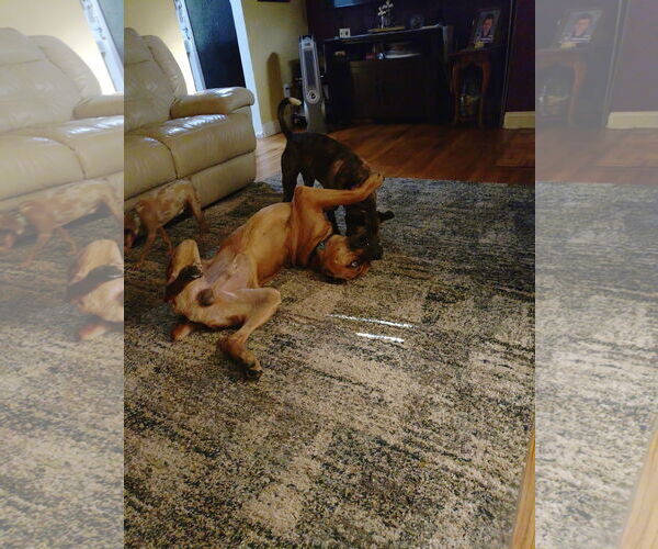 Medium Photo #3 Mutt Puppy For Sale in Belleville, MI, USA