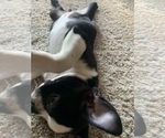 Small #6 Boston Terrier