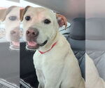 Small #4 Great Dane-Labrador Retriever Mix