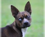 Small #2 Rat Terrier Mix