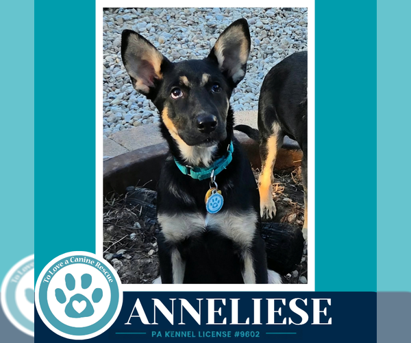Medium Photo #2 German Shepherd Dog-Unknown Mix Puppy For Sale in Kimberton, PA, USA