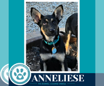 Small Photo #2 German Shepherd Dog-Unknown Mix Puppy For Sale in Kimberton, PA, USA