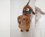 Small #1 Dachshund