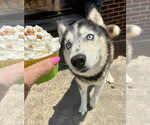 Small #2 Siberian Husky Mix