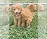 Small Photo #3 Goldendoodle Puppy For Sale in ARAB, AL, USA