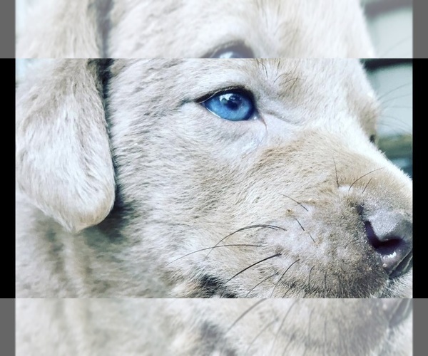Medium Photo #1 Labrador Retriever Puppy For Sale in DEVINE, TX, USA