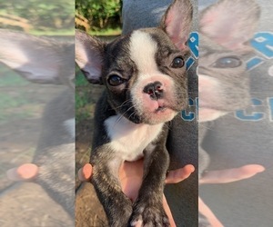 French Bulldog Puppy for sale in EUGENE, OR, USA