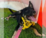 Small #8 German Shepherd Dog Mix