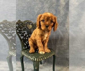 Cavalier King Charles Spaniel Puppy for sale in MELROSE, FL, USA