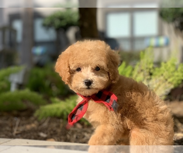 Medium Photo #2 Poodle (Toy) Puppy For Sale in HOUSTON, TX, USA
