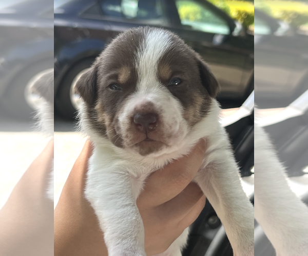 Medium Photo #3 Mutt Puppy For Sale in Rockville, MD, USA