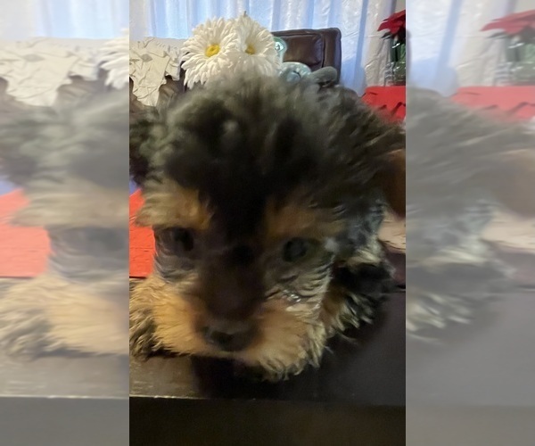 Medium Photo #1 Yorkshire Terrier Puppy For Sale in RANCHO CORDOVA, CA, USA