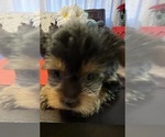 Puppy Puppy 1 Yorkshire Terrier