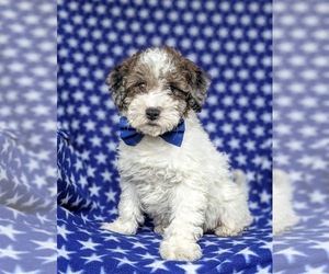 Poodle (Toy)-ShihPoo Mix Puppy for sale in LINCOLN UNIV, PA, USA