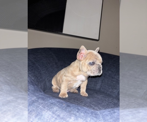 Medium Photo #9 French Bulldog Puppy For Sale in BLOOMINGTON, IN, USA
