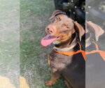 Small #3 Doberman Pinscher Mix