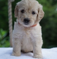 Goldendoodle Puppy for sale in CLEBURNE, TX, USA