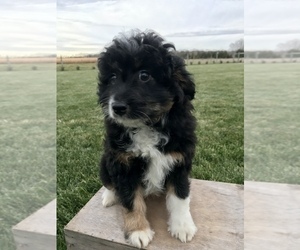 Aussiedoodle Miniature  Puppy for sale in GOSHEN, IN, USA