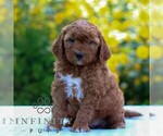 Small Goldendoodle (Miniature)