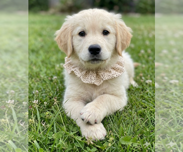 Medium Photo #1 Golden Retriever Puppy For Sale in Grovertown, IN, USA