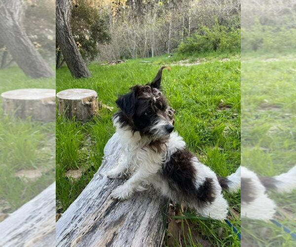 Medium Photo #4 Mutt Puppy For Sale in Lake Forest, CA, USA