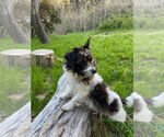 Small #3 Mutt