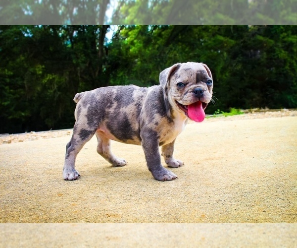 Full screen Photo #6 French Bulldog Puppy For Sale in TALLAHASSEE, FL, USA